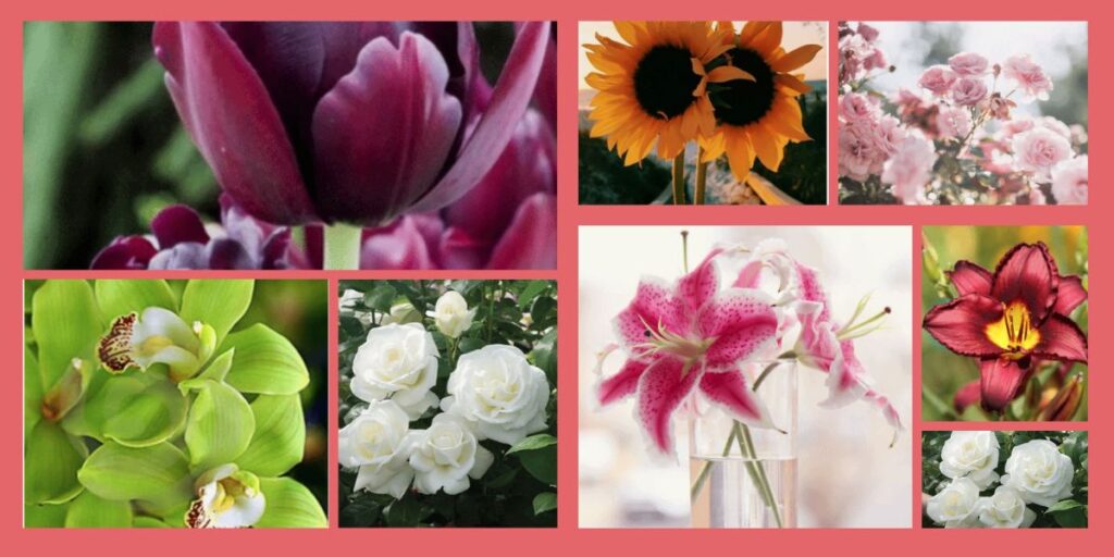 opcoes-flores-em-um-casorio-1024x512 opcoes-flores-em-um-casorio-1024x512